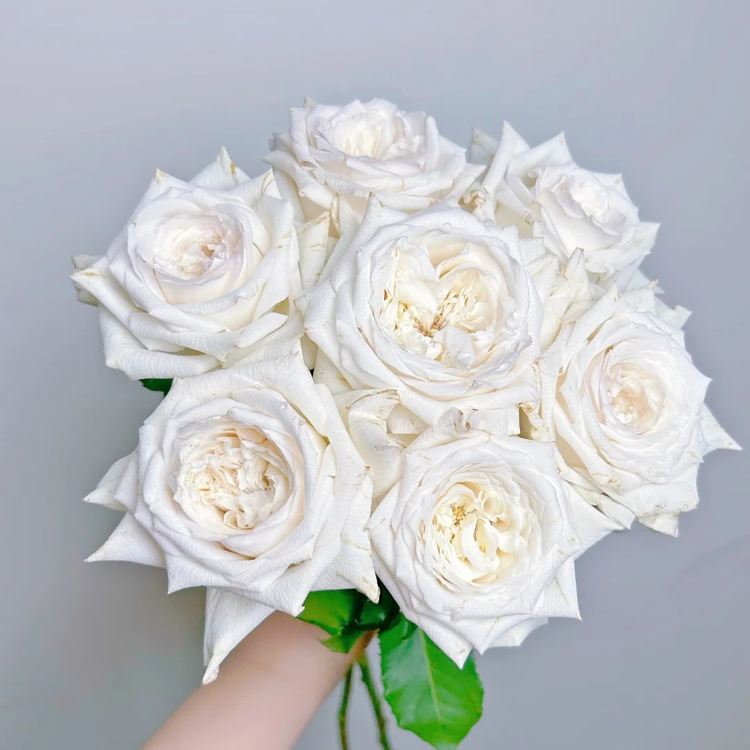 伊丽莎白，单头玫瑰，1单冷链包邮，2单升级者顺丰，远的发德邦