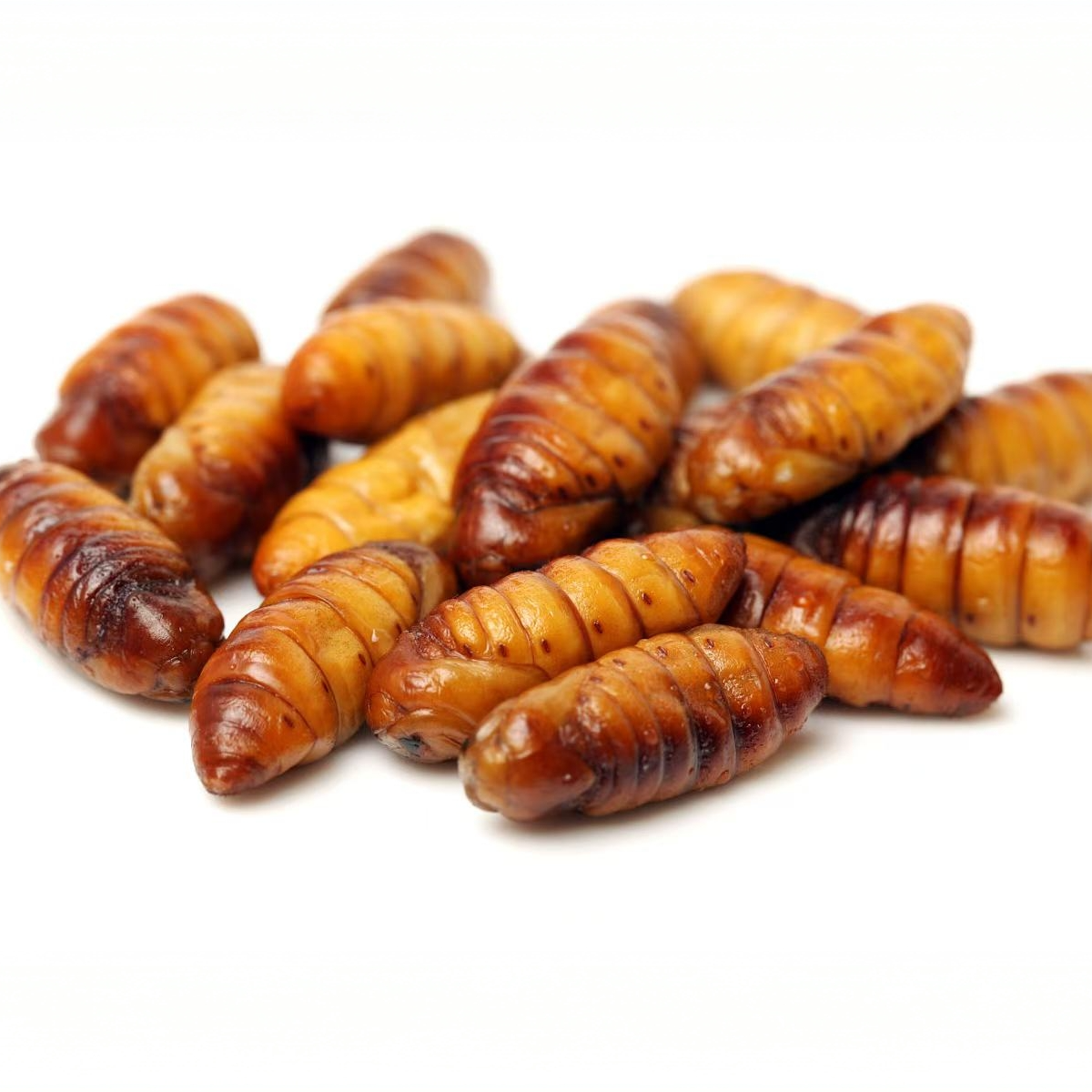 【新疆包邮】新鲜蚕蛹1kg