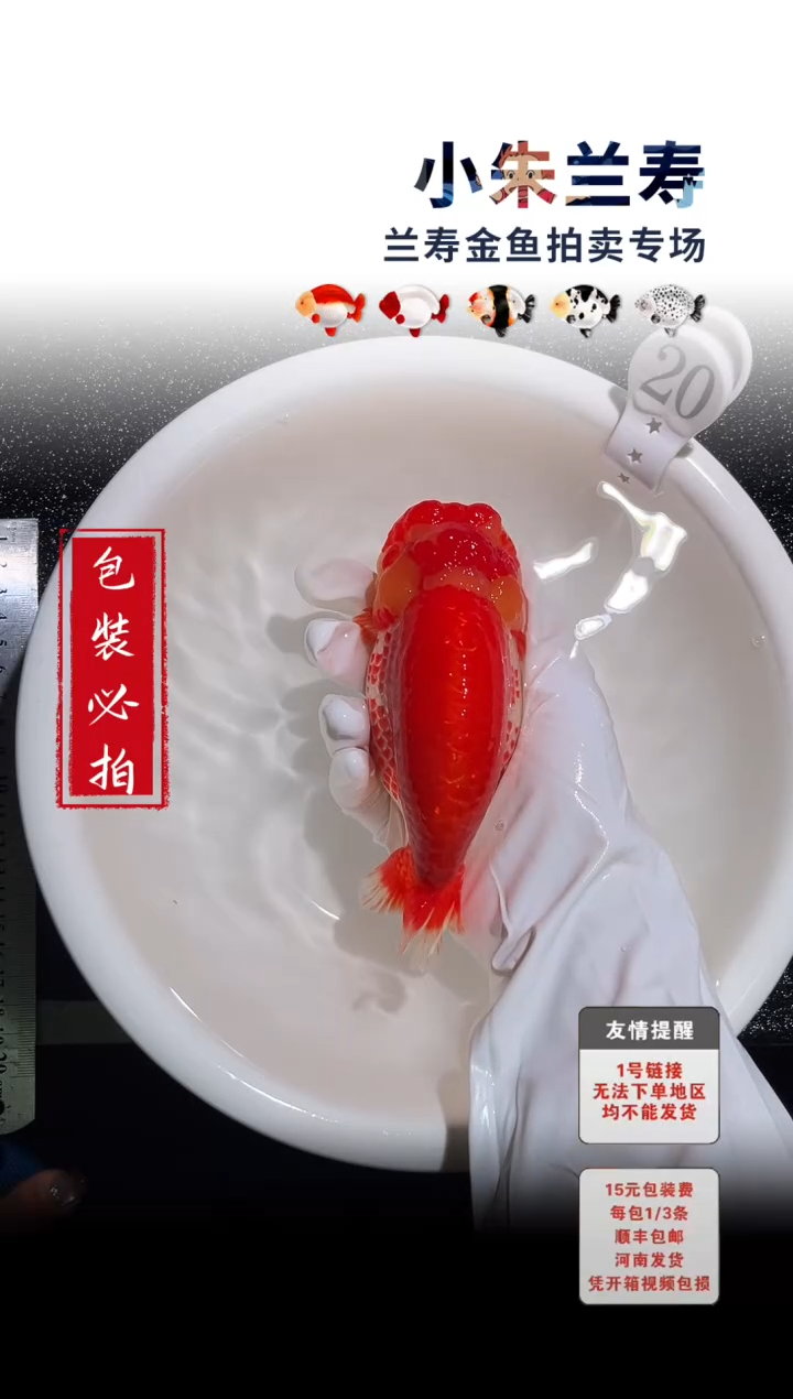 金鱼包装必拍未拍顺丰到付20号