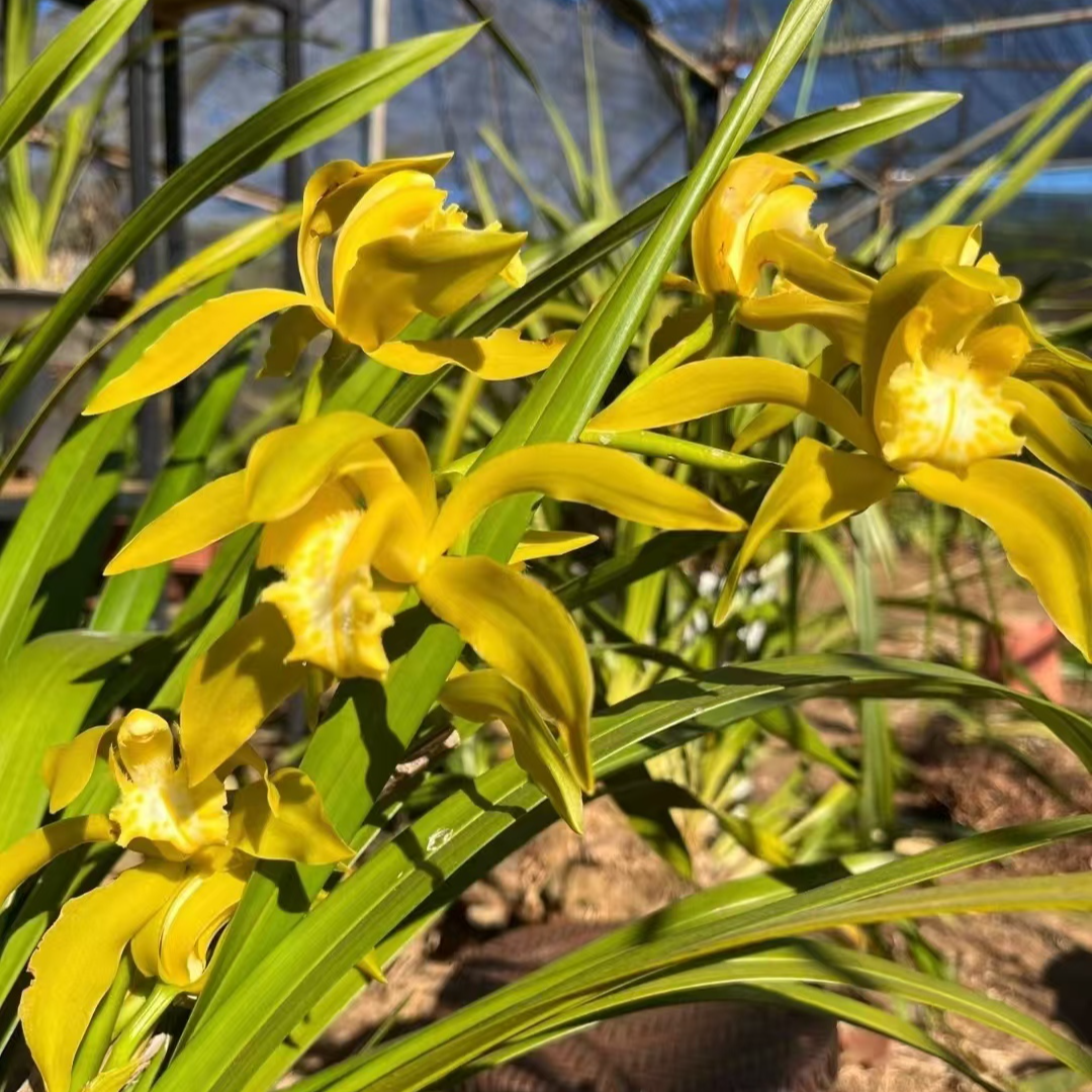 云南西藏虎头兰 花大花香