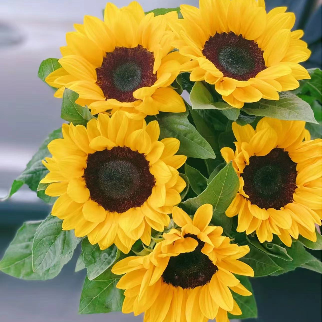 小花黑心向日葵 任意2单以上发货包邮  鲜花直发