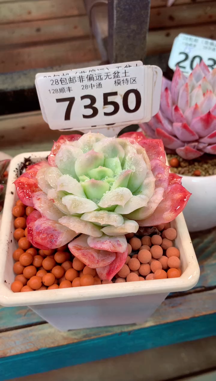 曾*节7350（一物一拍，精品多肉，w所见即所得 ）