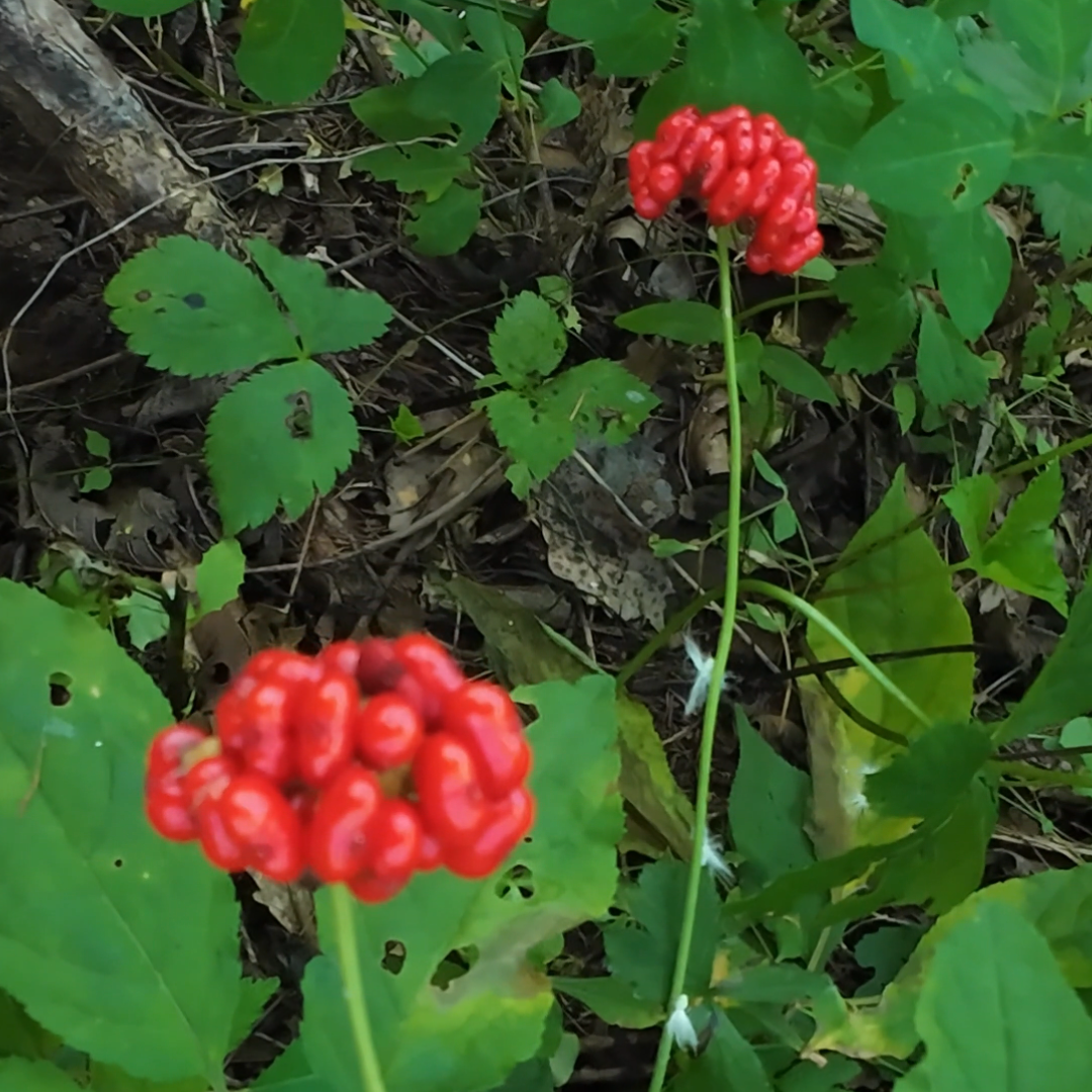 林下山参  籽货  长白山脉  高年份（一物一拍）