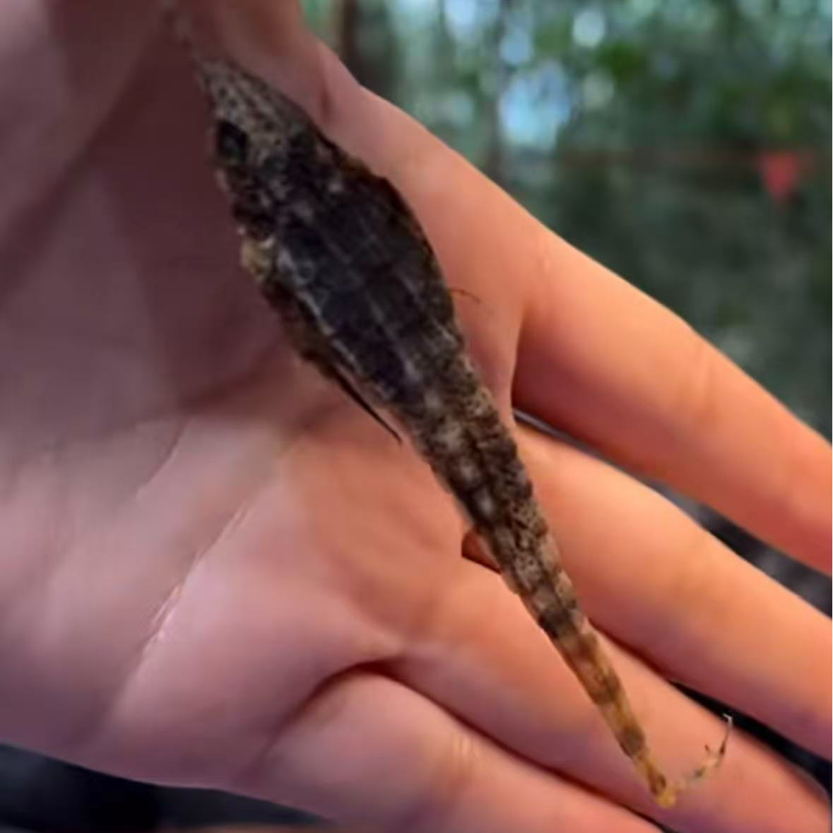 云南优选好物--嗨嘛雀干