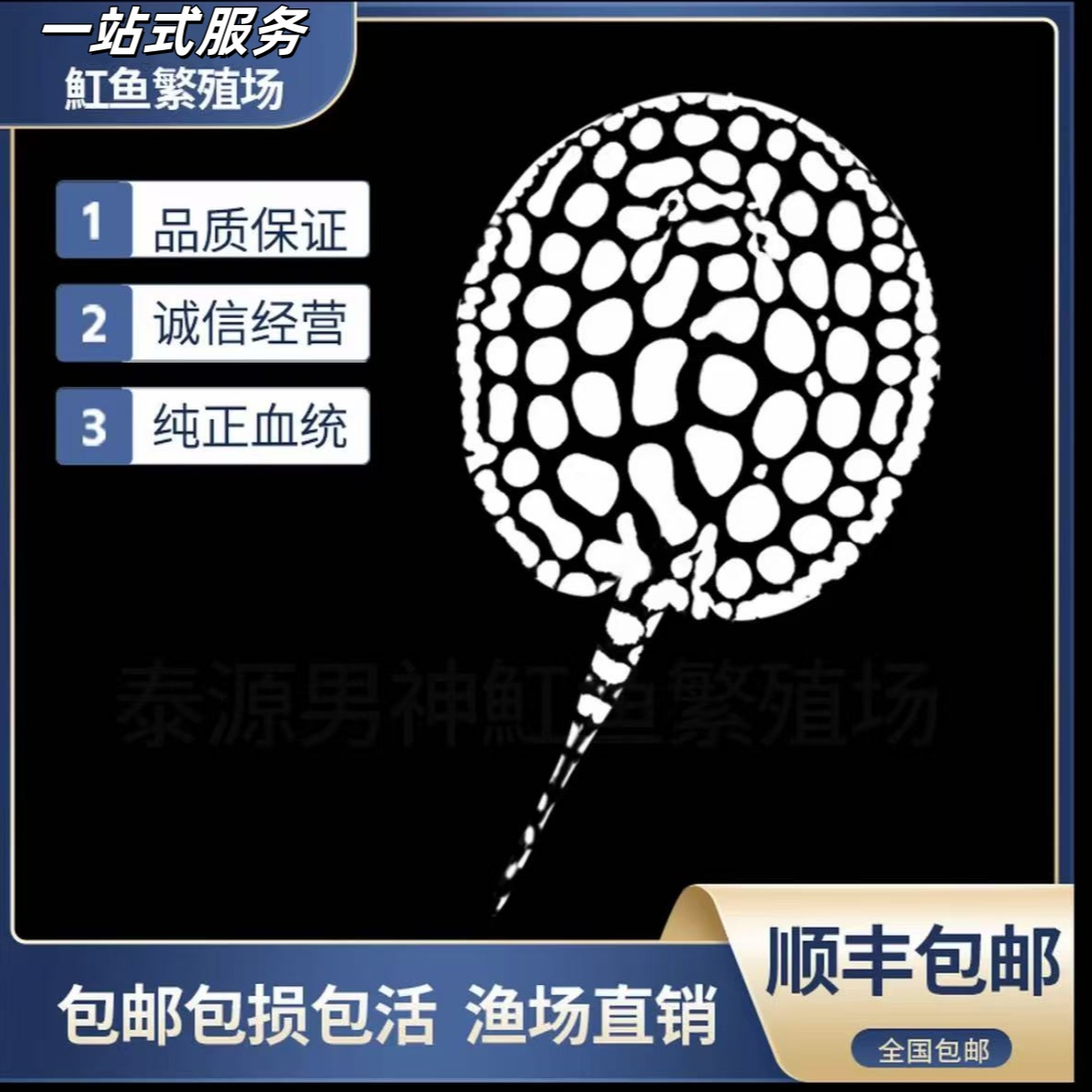 热销魟鱼活体黑白皇冠观赏鱼纯血战神