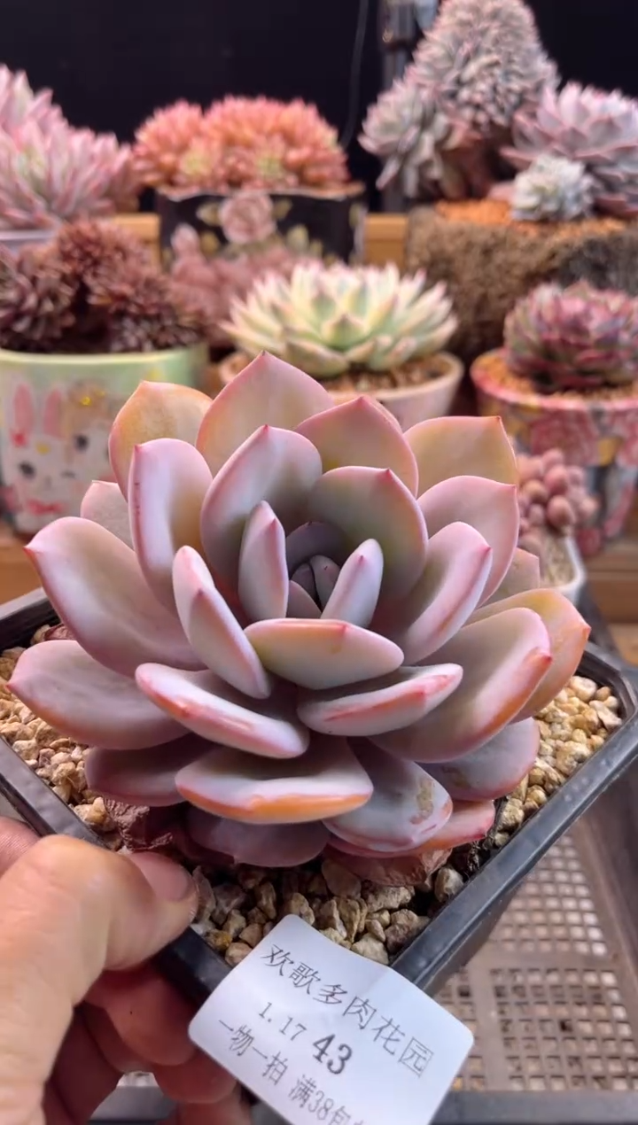 【闪购商品】1.17-43奶茶