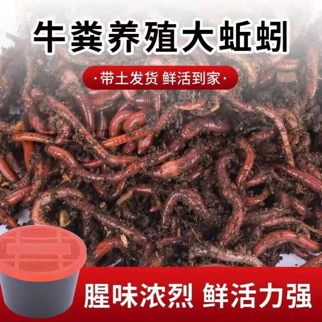 鲜活蚯蚓活饵垂钓鱼饵鲫鱼鲤鱼野钓黑坑腥味红蚯蚓