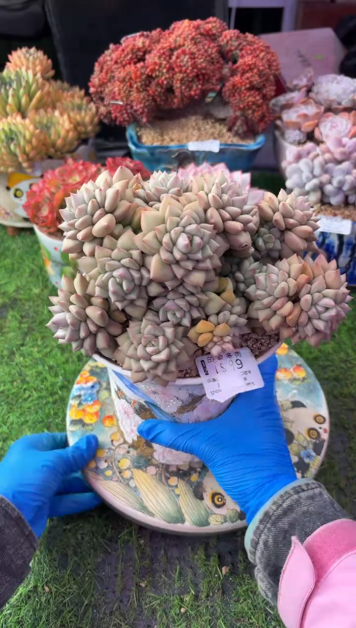 昆明印象多肉1599