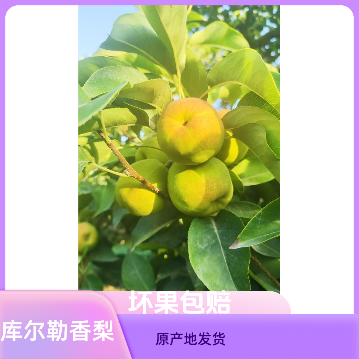 【骆驼精选】新疆正宗库尔勒香梨.新鲜采摘产地直发当季水果