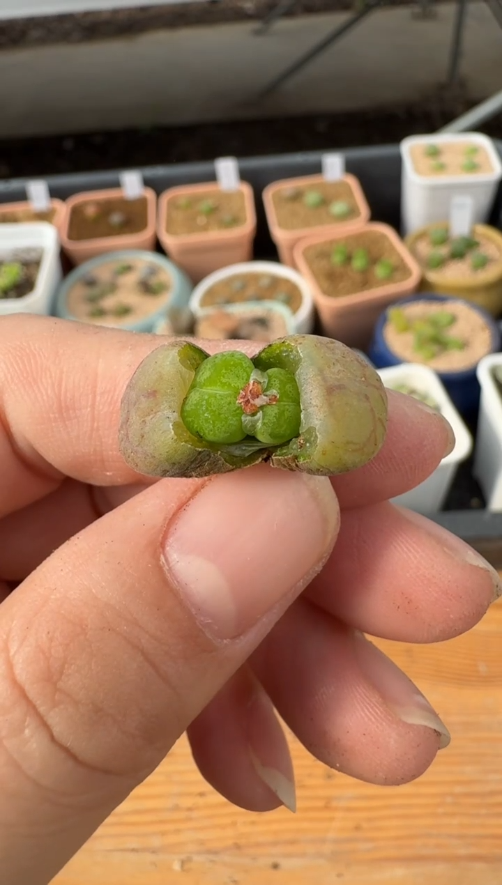 【闪购商品】2.5-3