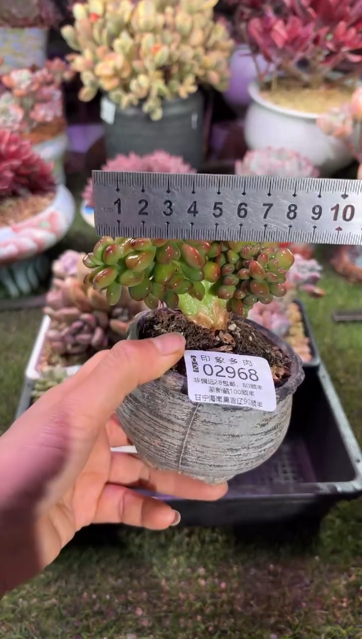 【闪购商品】02968