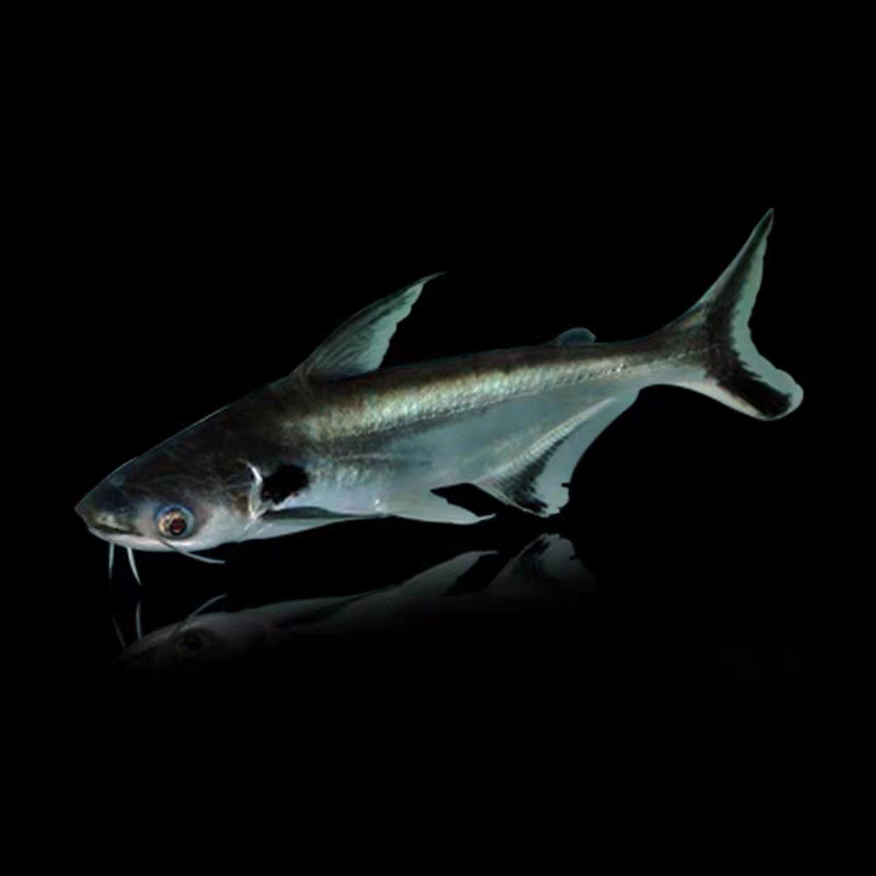 新疆包邮热带淡水观赏鲨鱼蓝鲨虎头鲨白化鲨耐活好耐活热带鱼