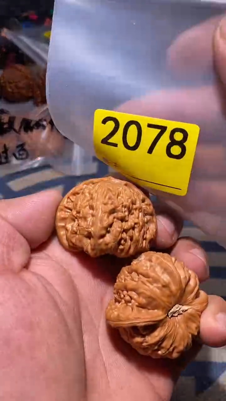 【闪购商品】文玩核桃把件白狮子43左右微修打底