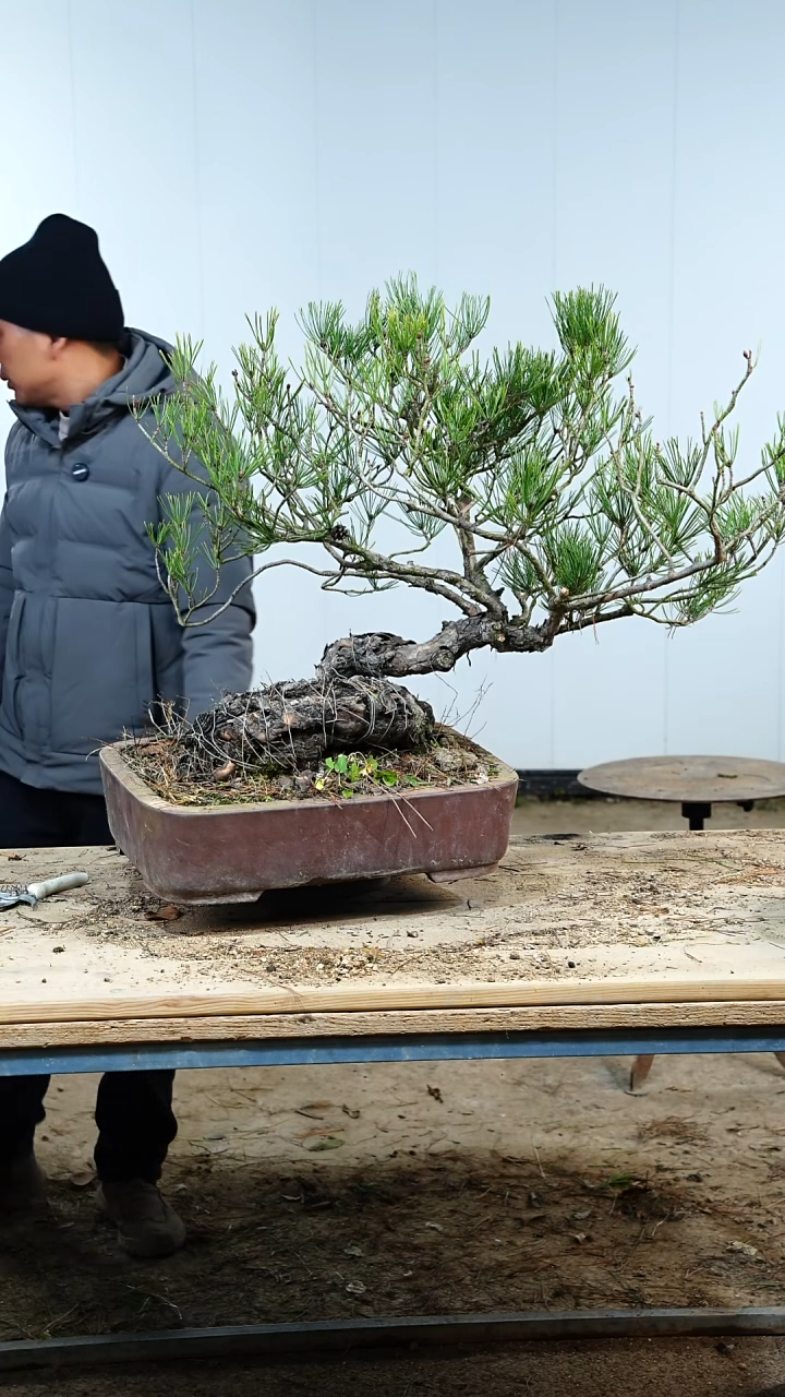 无花朵松树包邮888