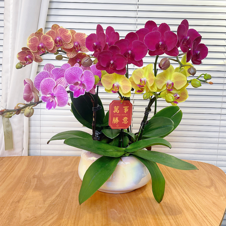 【全家福-蝴蝶兰】多色组合 高端鲜花 送礼 家居摆件 基地直发