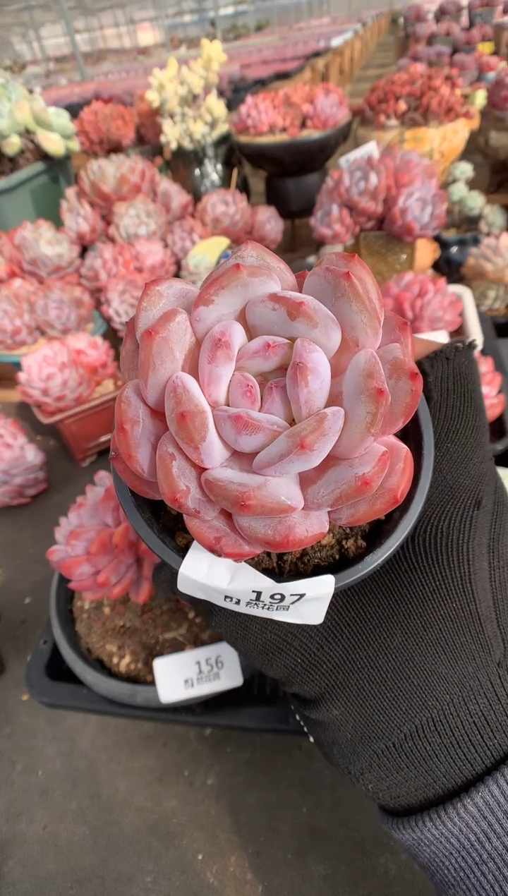 197粉星影一物一拍多肉植物