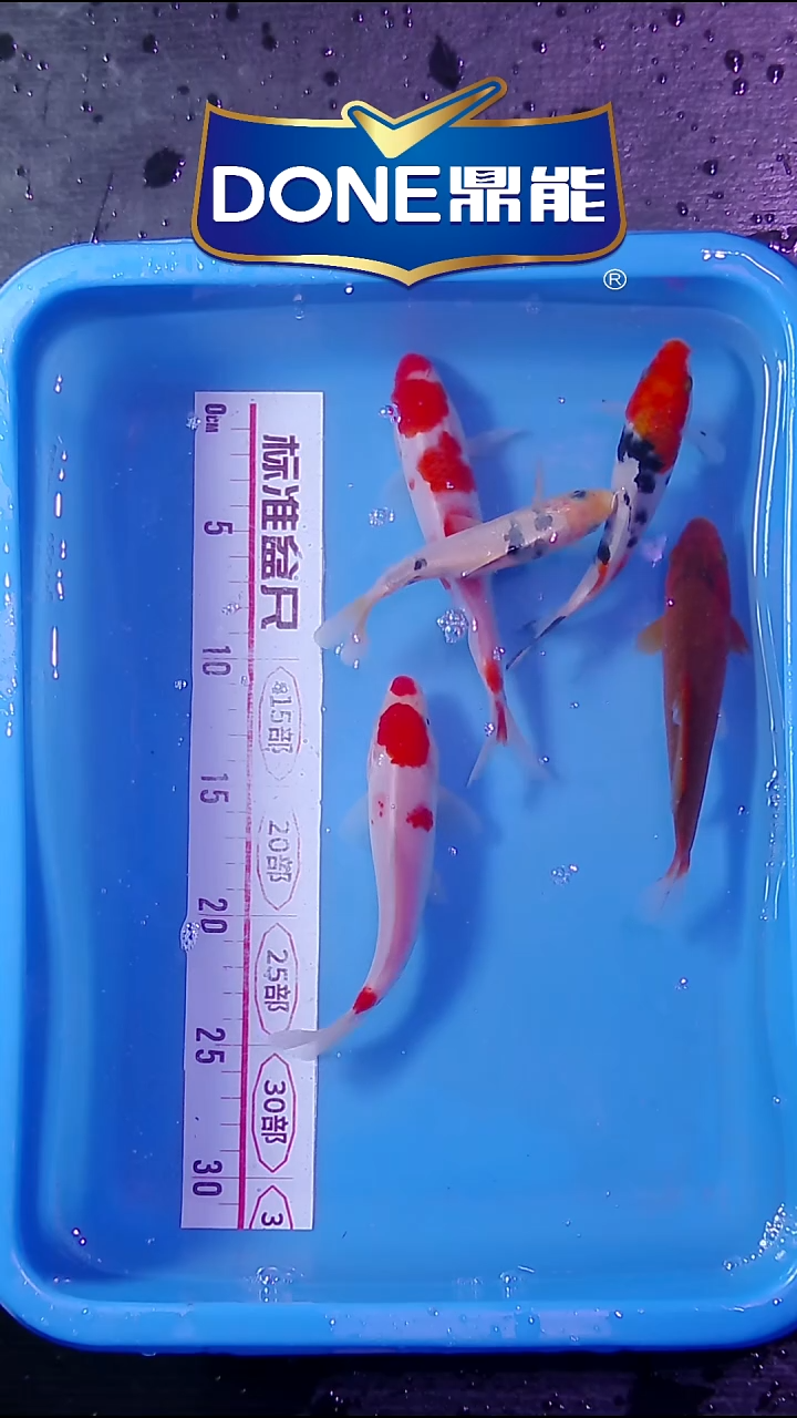 锦鲤小尺寸15cm左右精品 一组装5条  23号