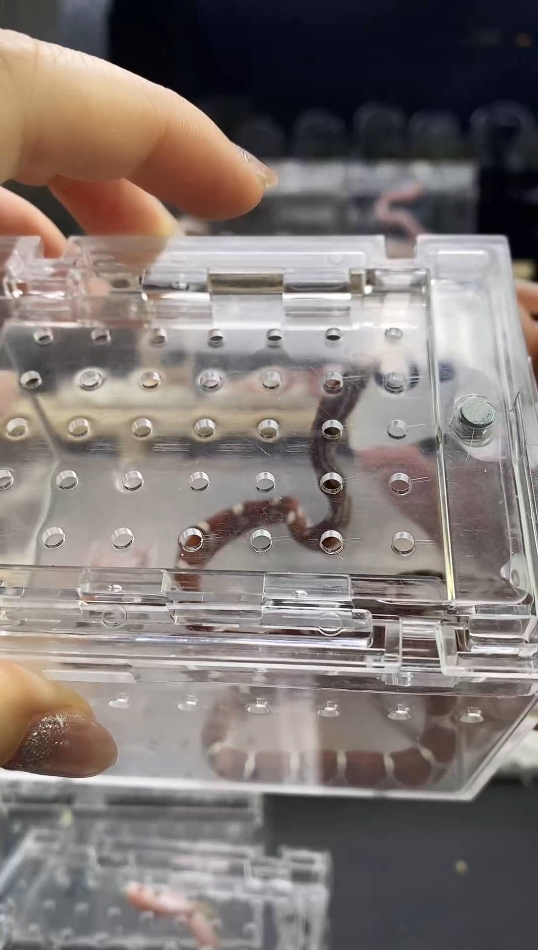 豹纹守宫超白迈阿密