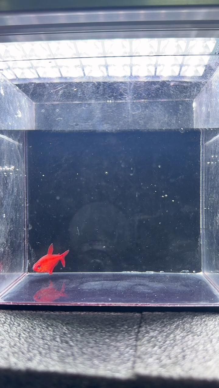 灯科鱼鹿****o蓝蒂一+绯红