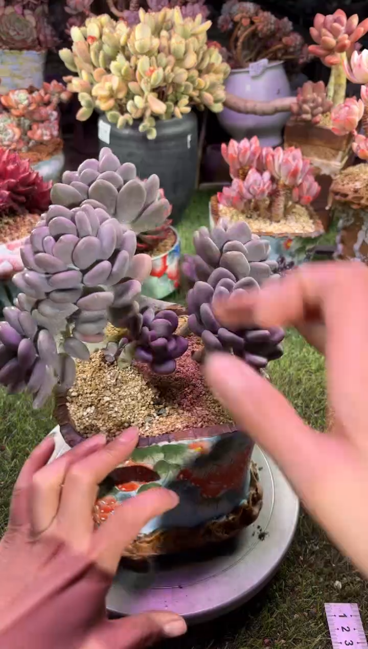 【闪购商品】02277