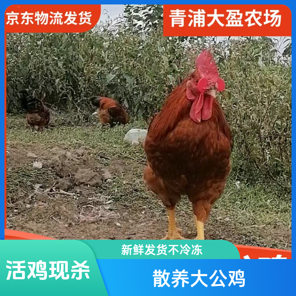 毛重5斤净堂4斤以上上海青浦大盈正宗散养土公鸡当天下单次日中午送达大公鸡大公鸡