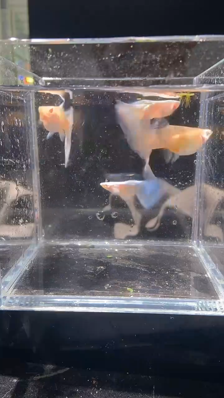 孔雀鱼紫白俩对1