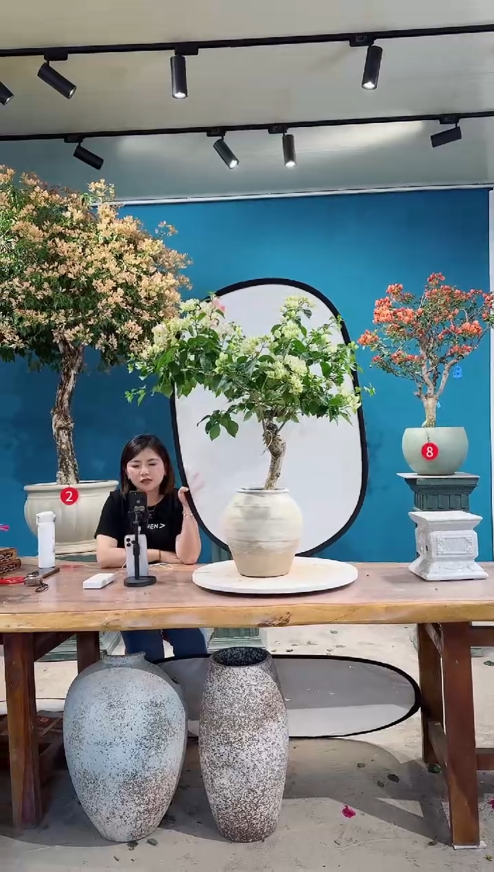 全部花朵绿叶樱花三角梅