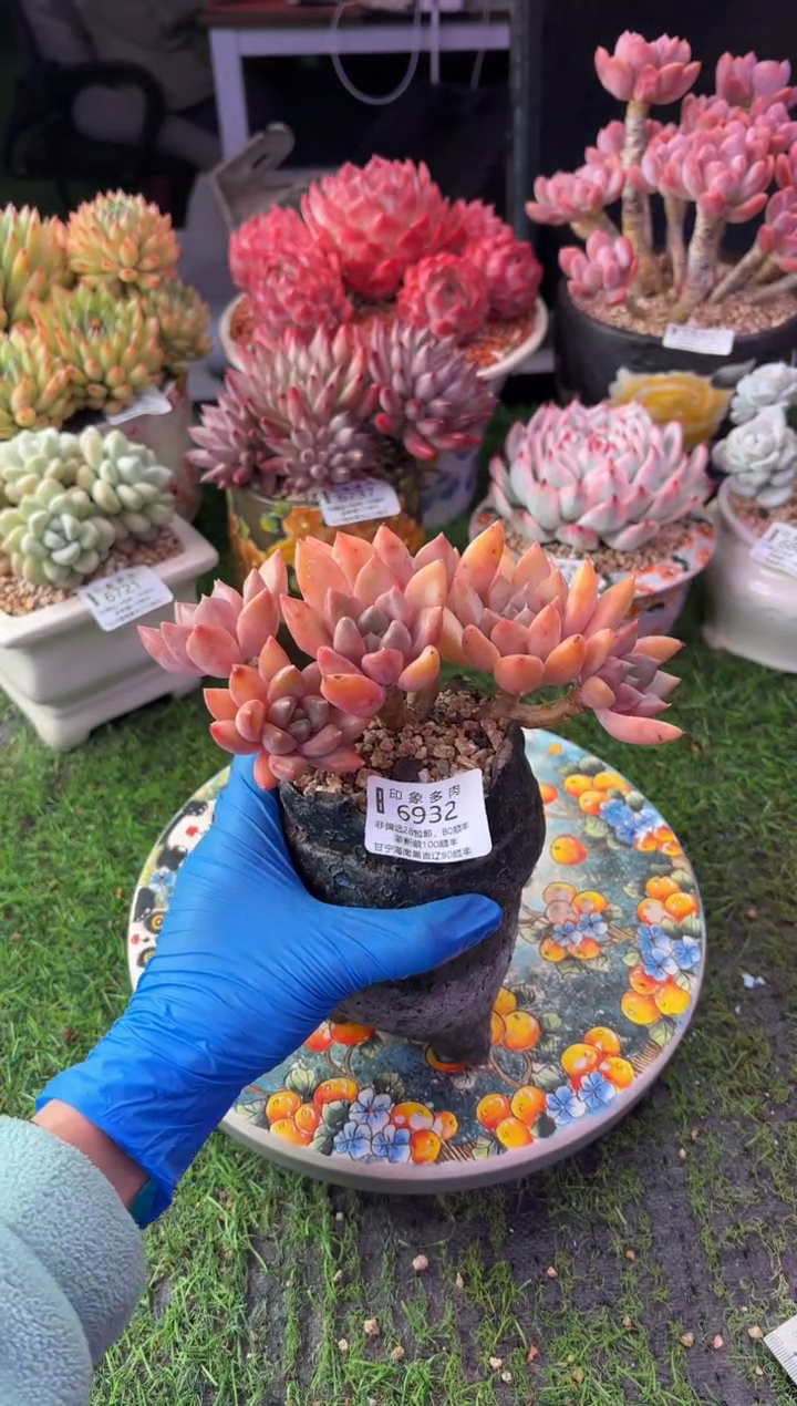 昆明印象多肉6932