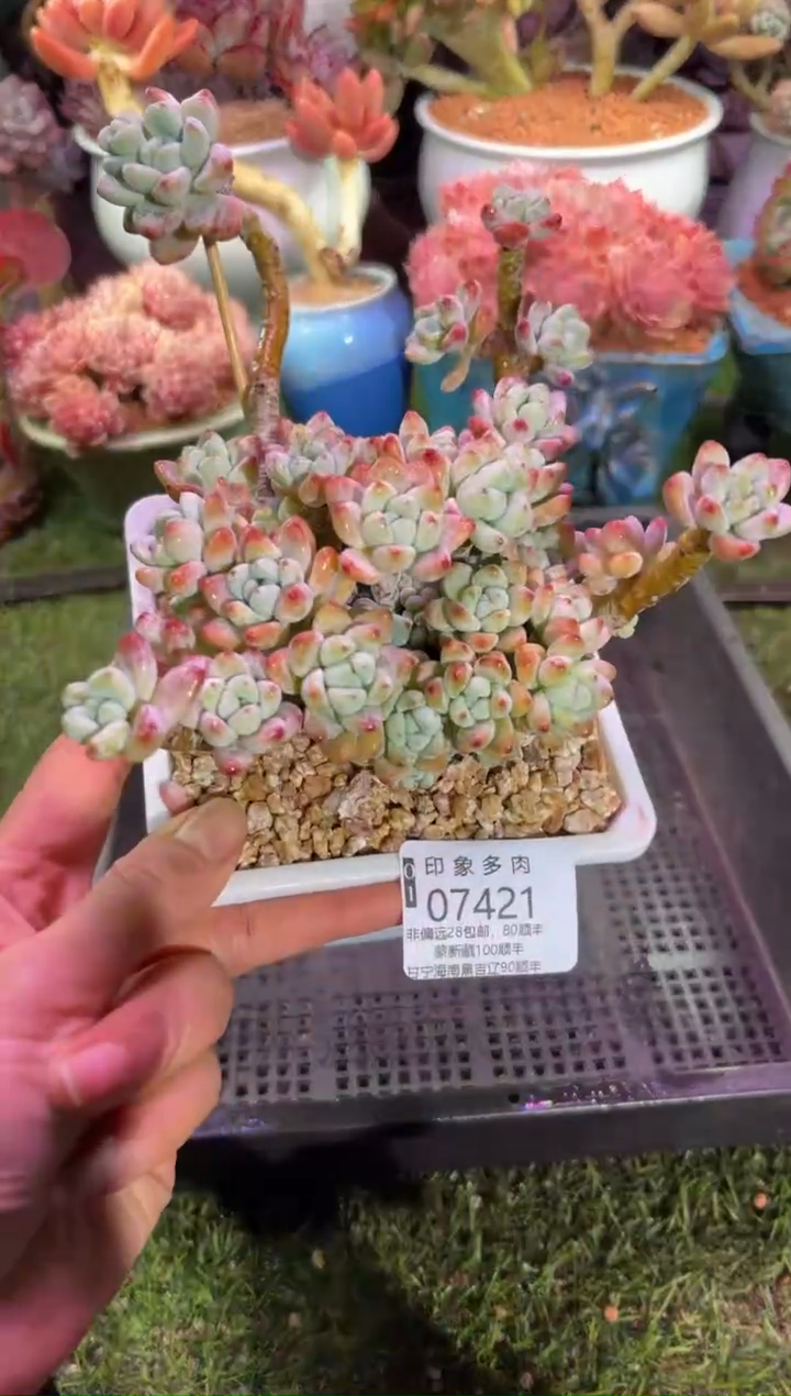 【闪购商品】07421