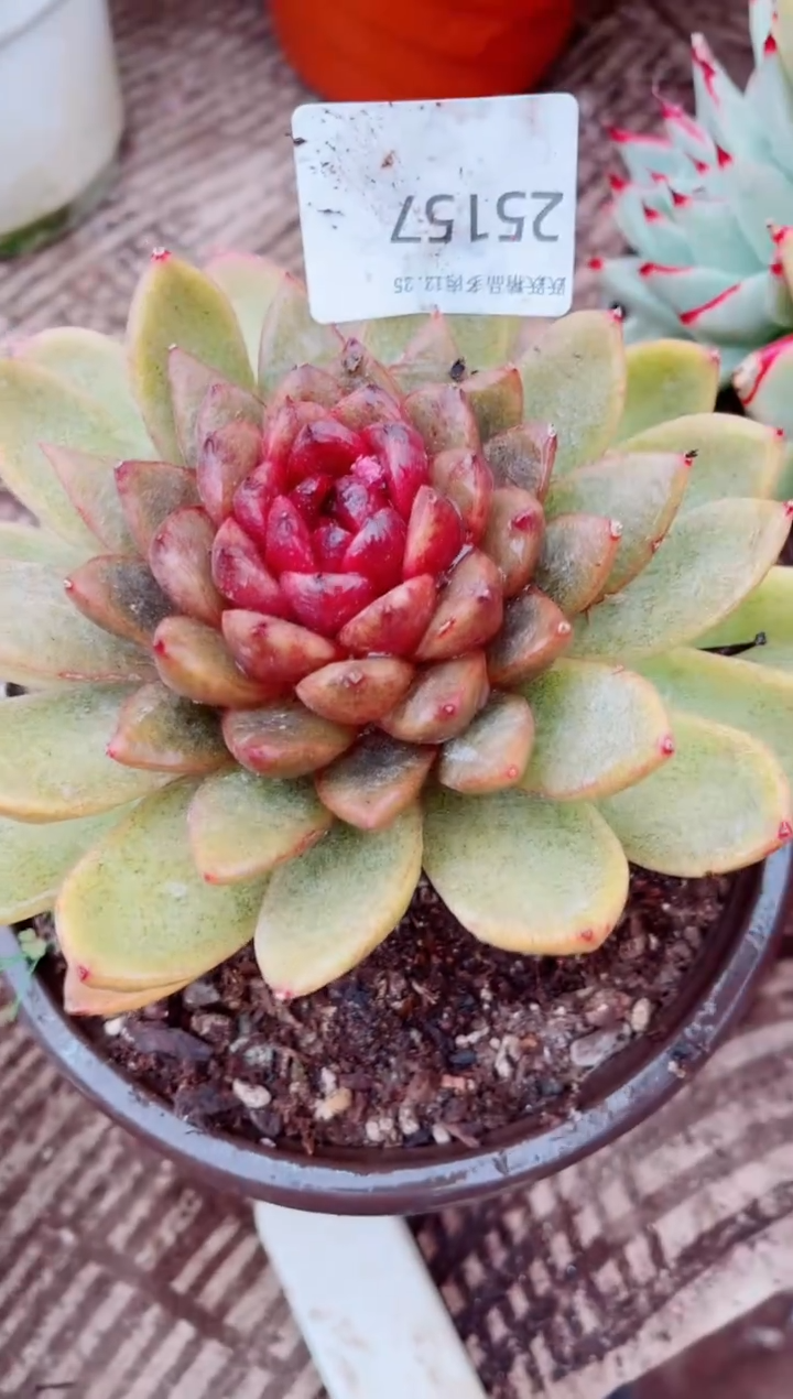 失***羊跃跃精品多肉25157