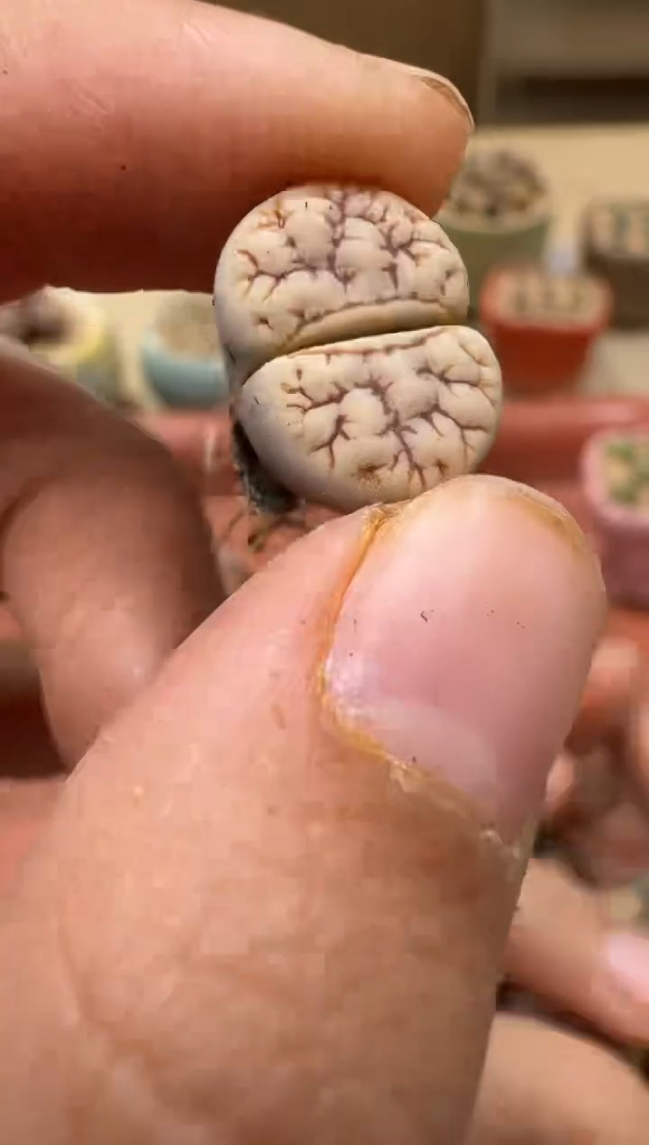 14-268多肉植物肉锥