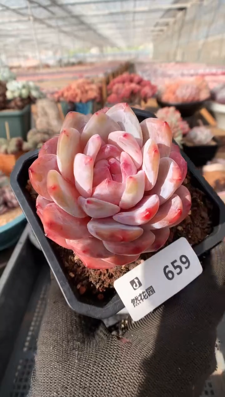 【闪购商品】659雪天使一物一拍