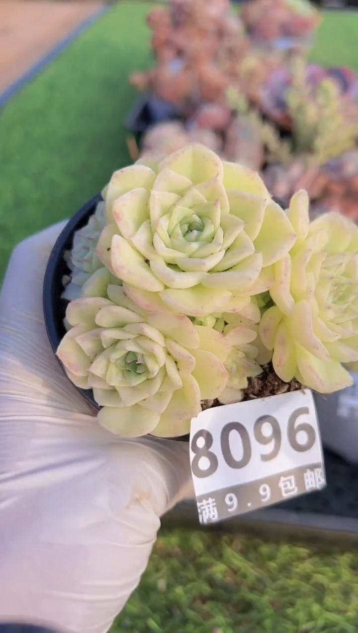 【闪购商品】信福多肉一物一拍