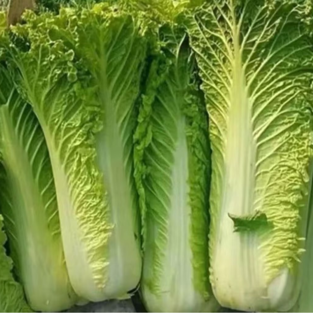 长林精选/大白菜（20斤）/京东包邮白菜
