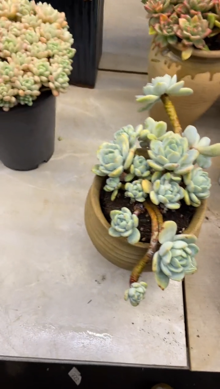 【闪购商品】179冷香