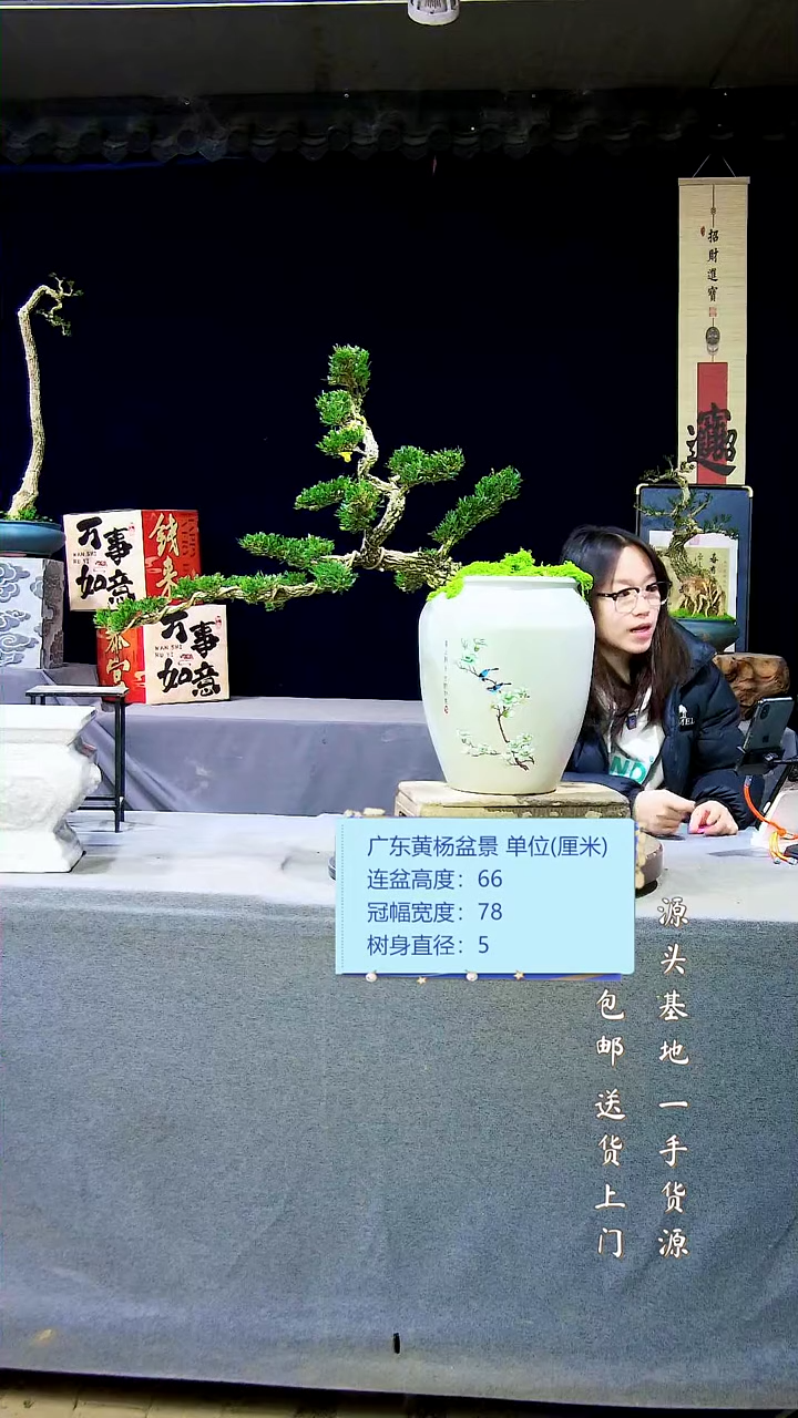 【闪购商品】雀舌黄杨盆景雀舌黄杨盆景