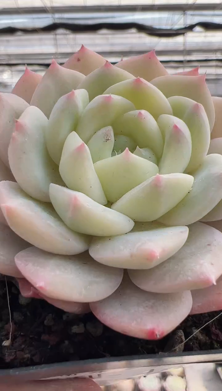 【闪购商品】福利款多肉144