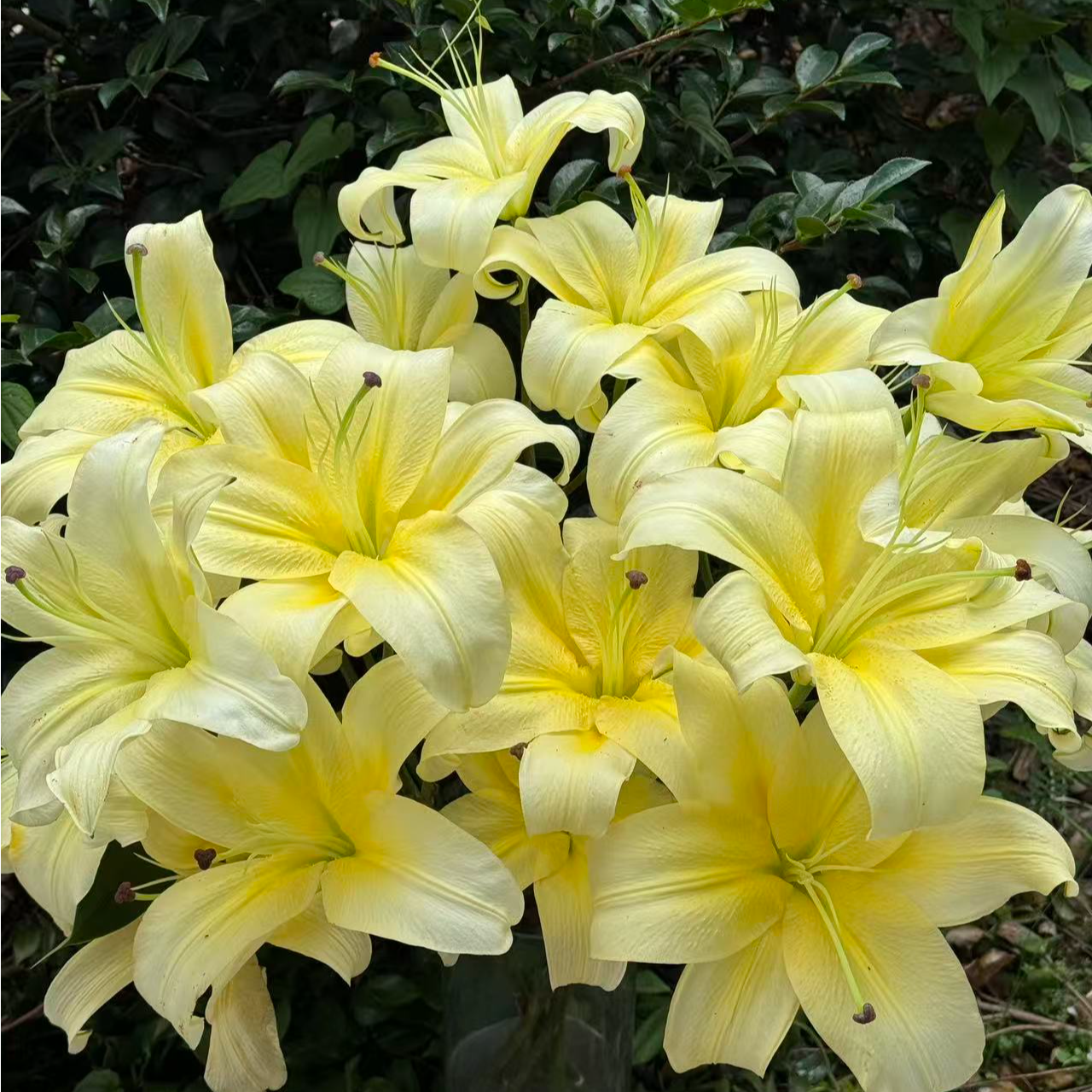 【陌上花开】多头柠檬之星-百合