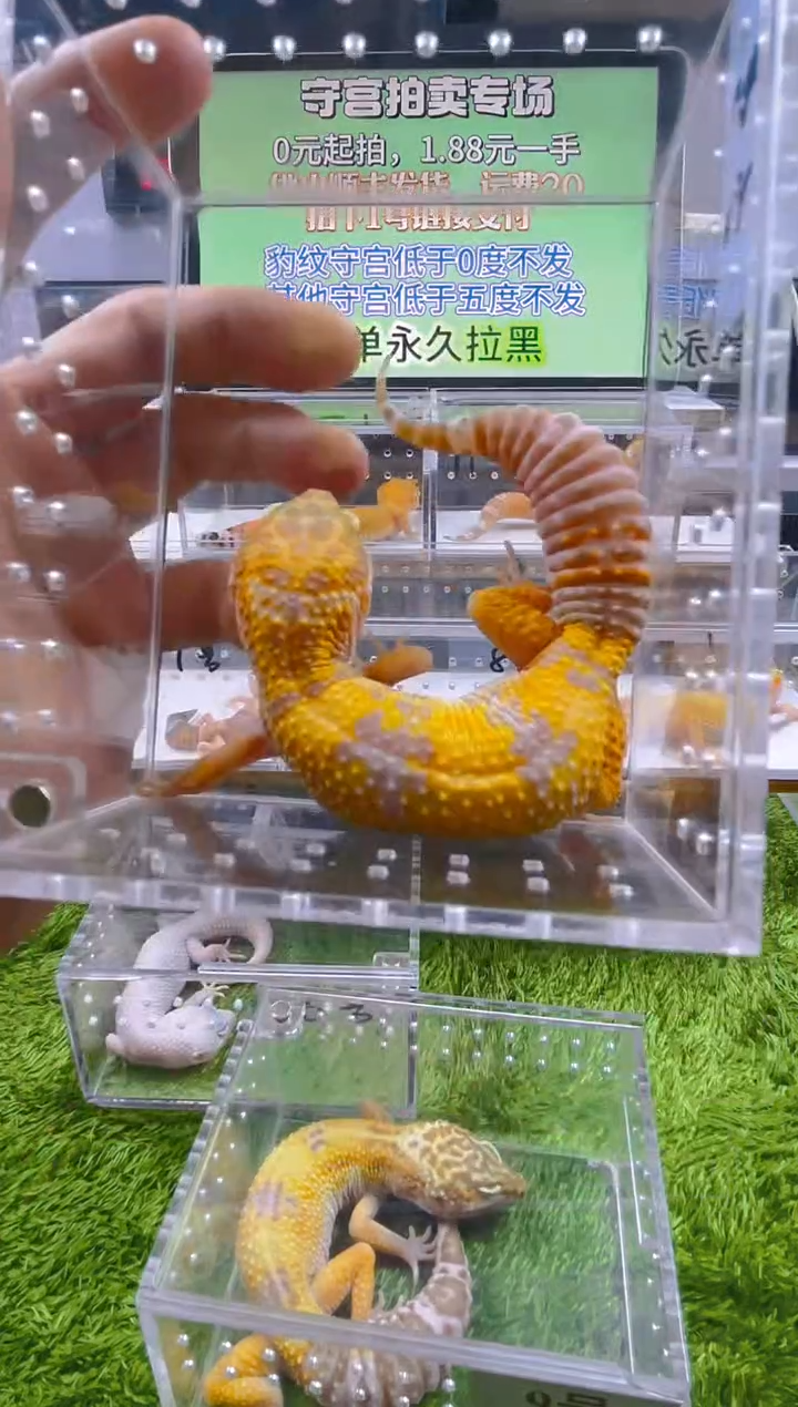 豹纹守宫守宫可爱温顺迷人好看