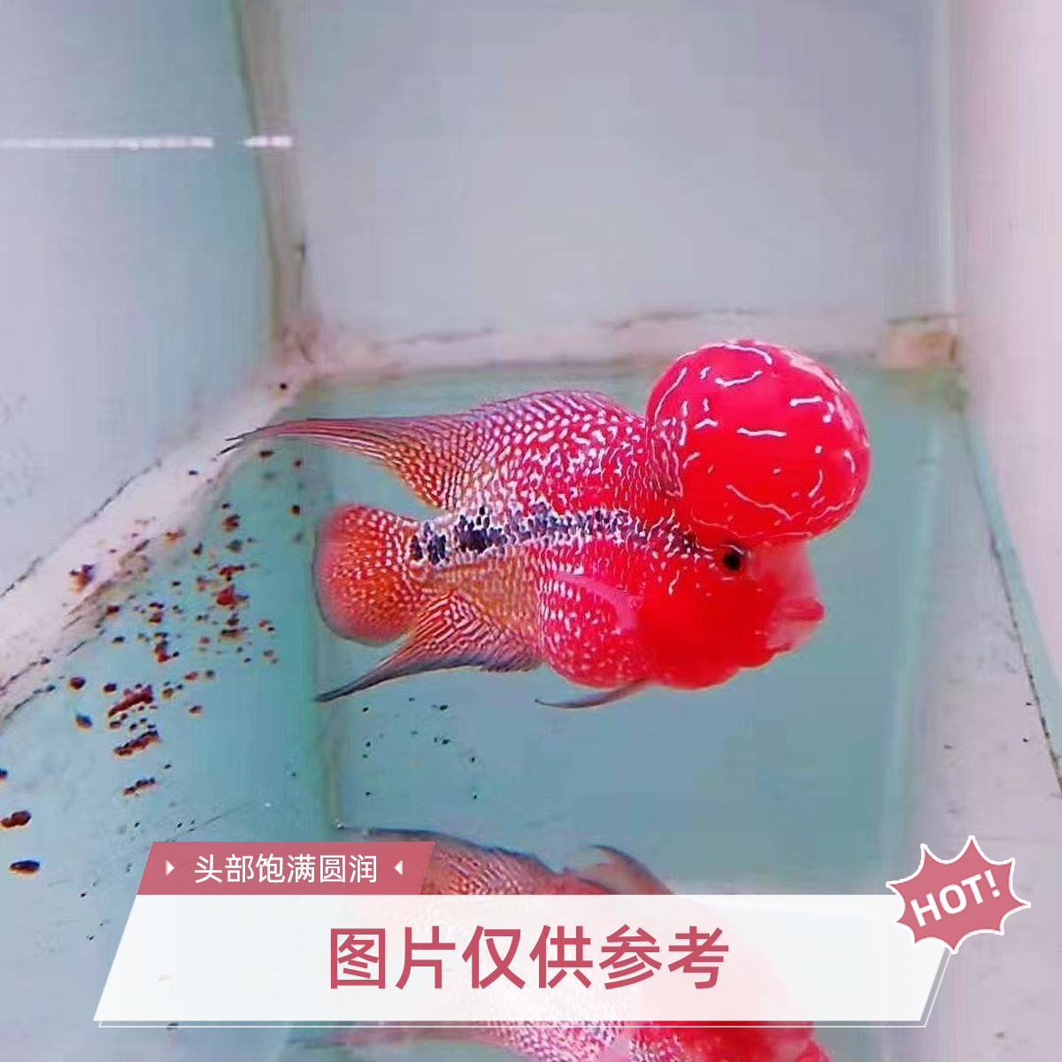 鸿运当头罗汉鱼活体热带观赏鱼好养耐活淡水鱼渔场发货