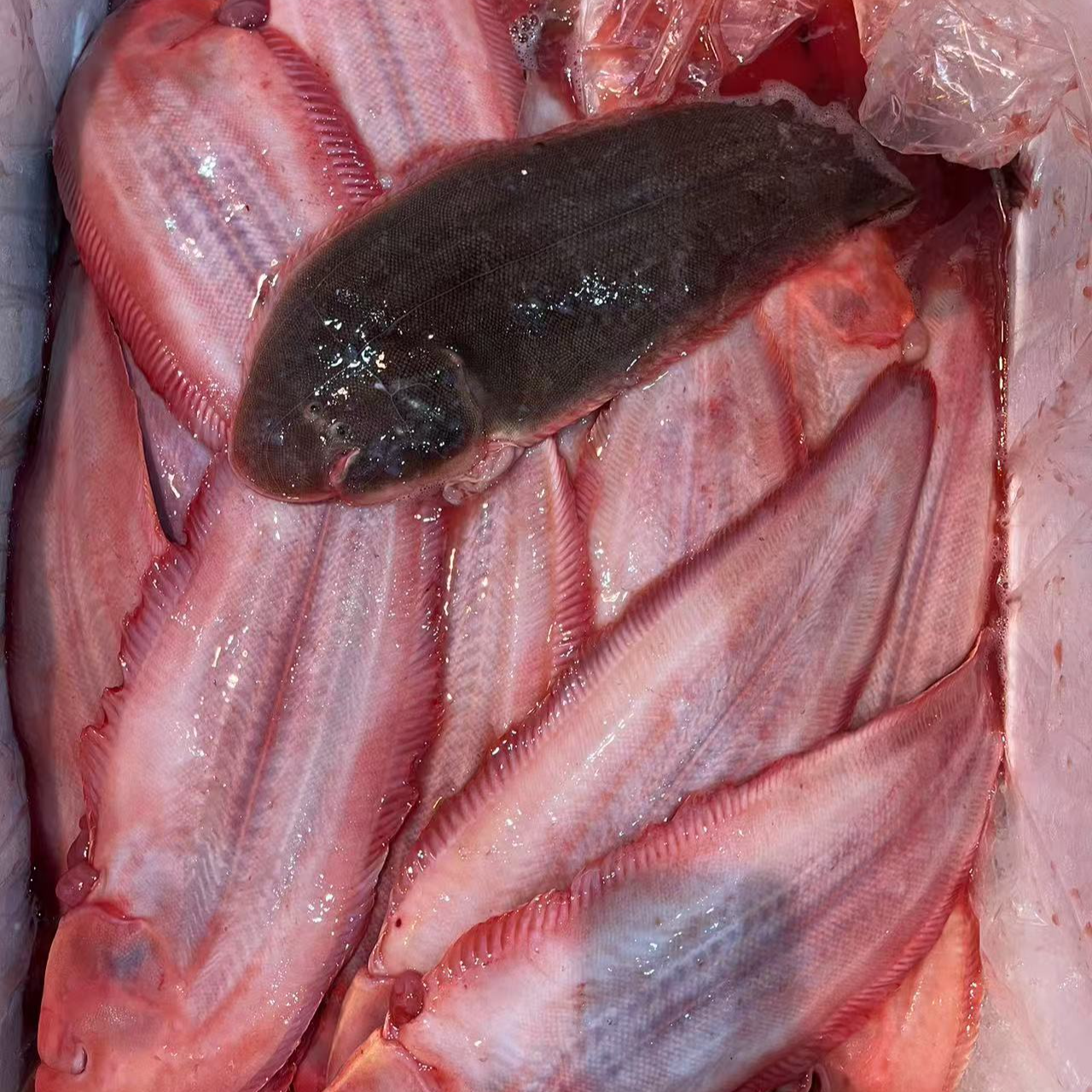 东海野生龙利鱼 中号(日塔鱼）以直播间为标准