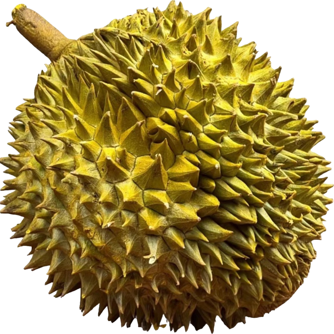 5号整果【越南金枕鲜榴莲】一物一拍kg根据实际所得【核小默认开果，】金枕泰国东部
