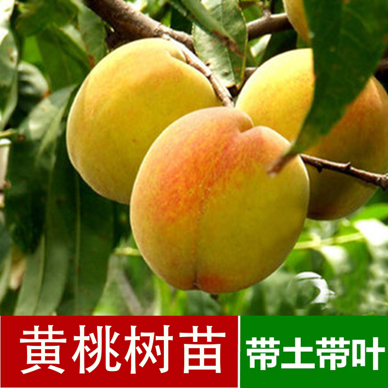 黄桃苗果树苗种早熟大果型黄桃苗