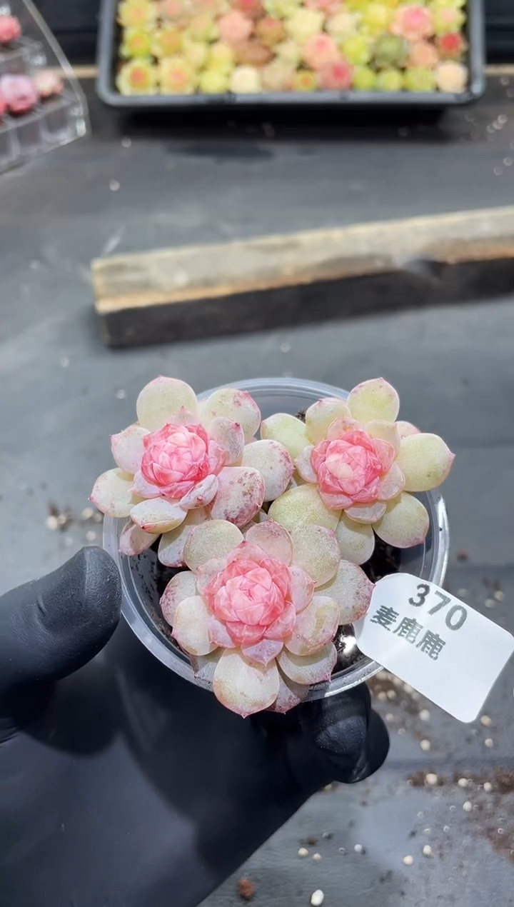 370月樽       量拍