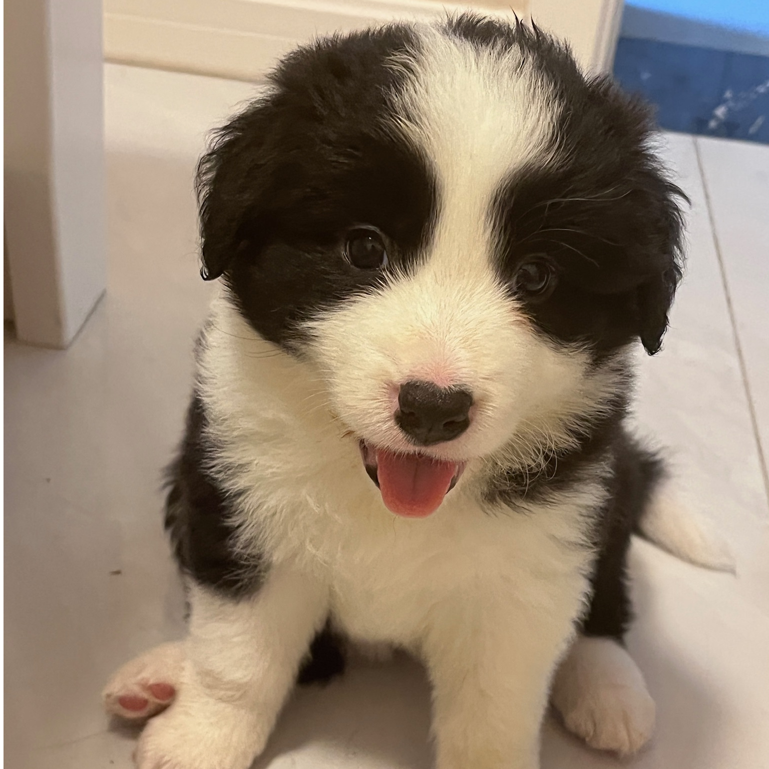 伴宠旅小卢家边牧活体幼犬