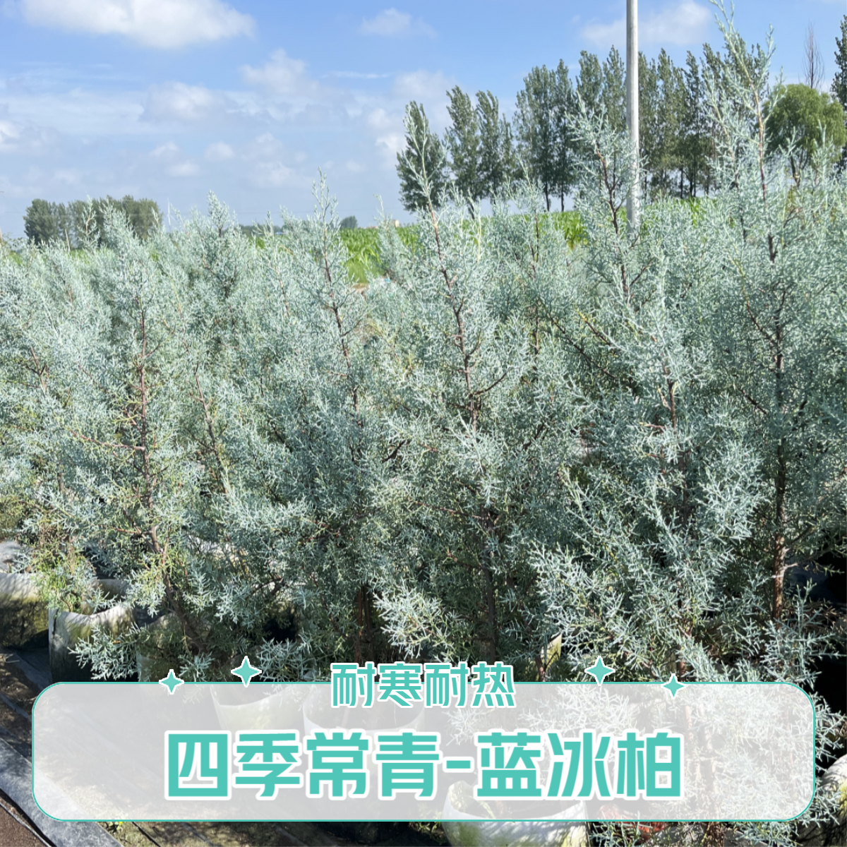 路兮小农民蓝冰柏蓝湖柏蓝色波尔瓦盆栽花苗小灌木四季常青一加仑