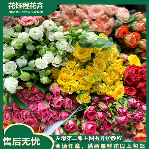 【春日来信】不选色多头玫瑰 两单以上包邮