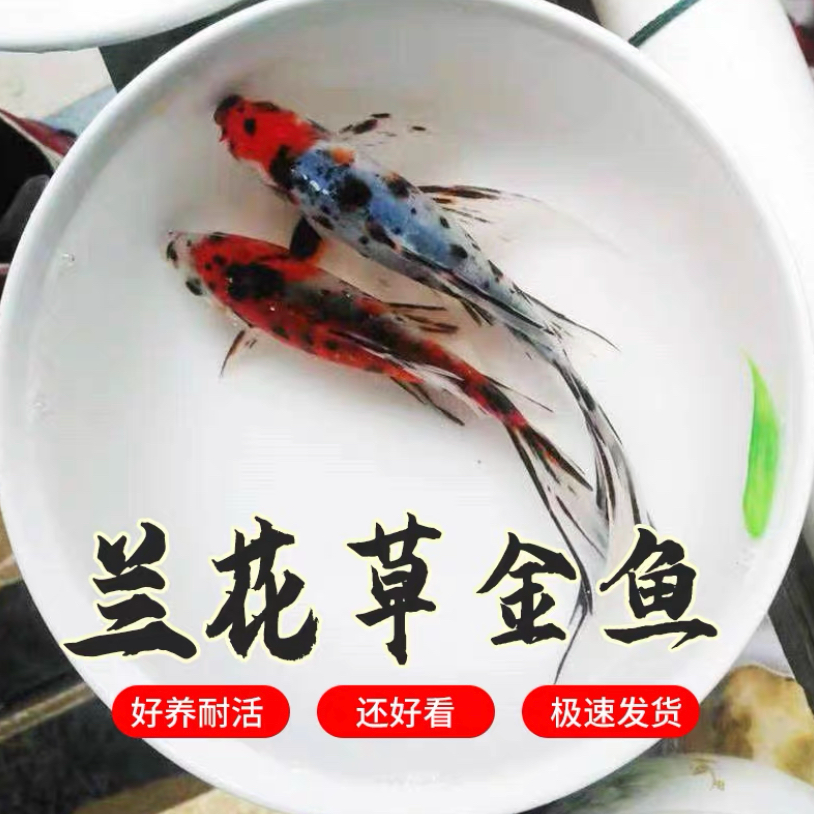 精品玉兰花9-11厘米 7条好养可混养 全国包邮 随机发货不指定