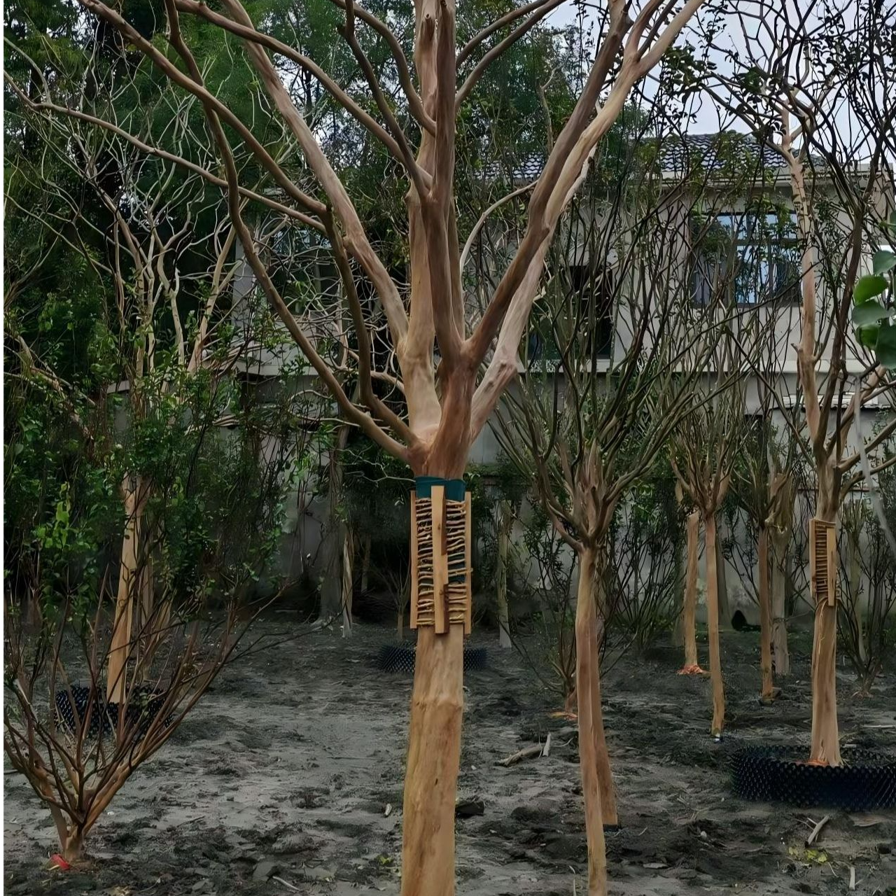 川红老桩紫薇，庭院栽种美观独特，观赏的优质树种