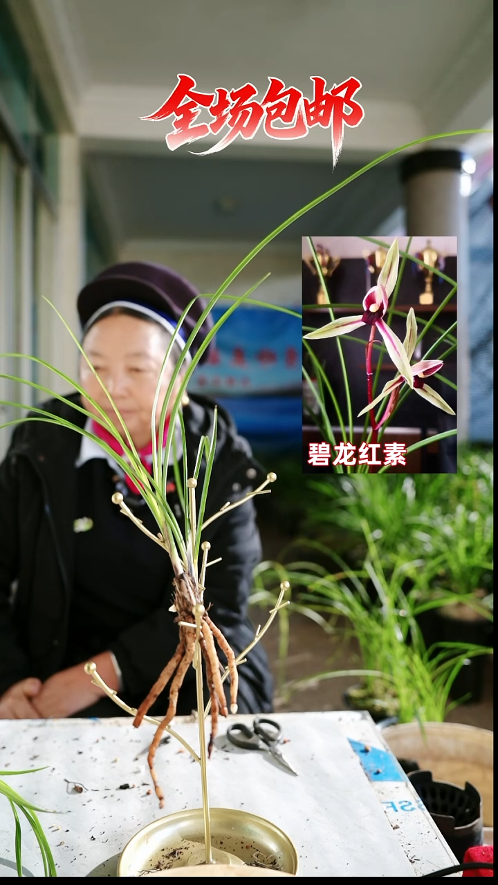 当前无花栽培后可以开花碧龙红素